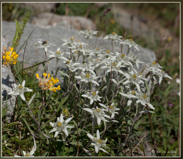 Edelweiss - Leontopodium alpinum