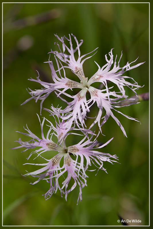 Prachtanjer - Dianthus superbus