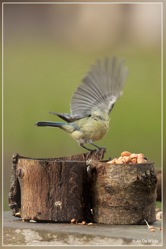 Pimpelmees - Cyanistes caeruleus