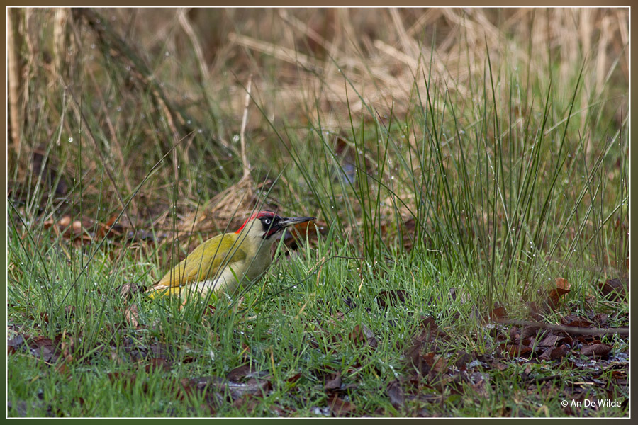 Groene specht - Picus viridis