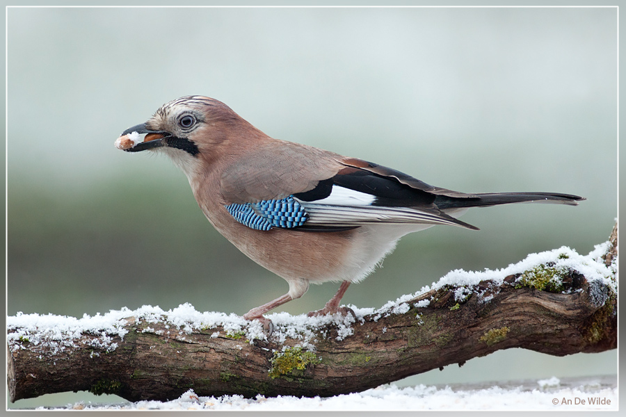 Gaai - Garrulus glandarius
