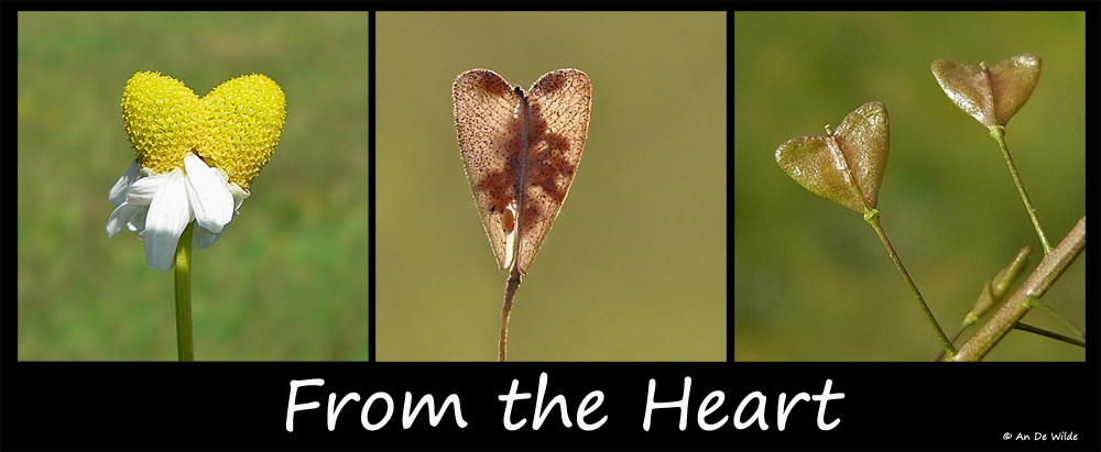 from the heart
