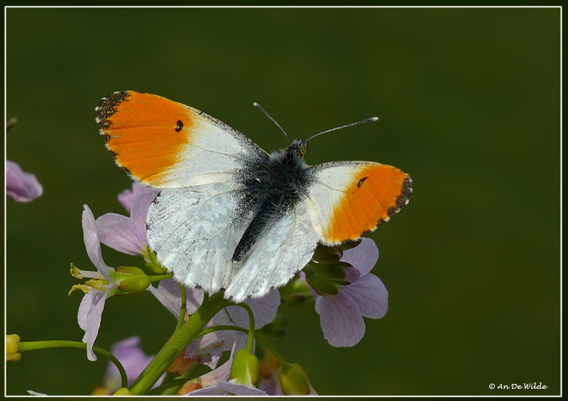 Oranjetipje (mannetje)