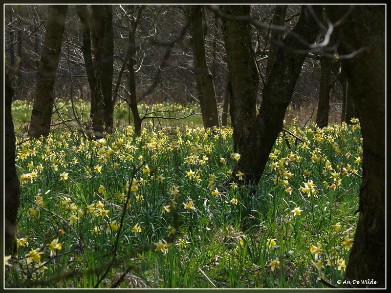 Eifel : Hfen - Perlenbachtal