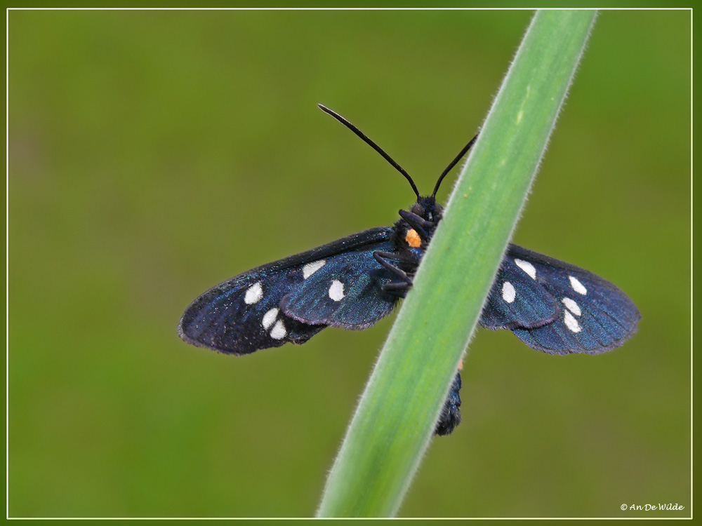 Phegeavlinder - Amata phegea