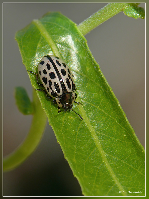 Twintigstippelig Wilgenhaantje - Chrysomela vigintipunctata