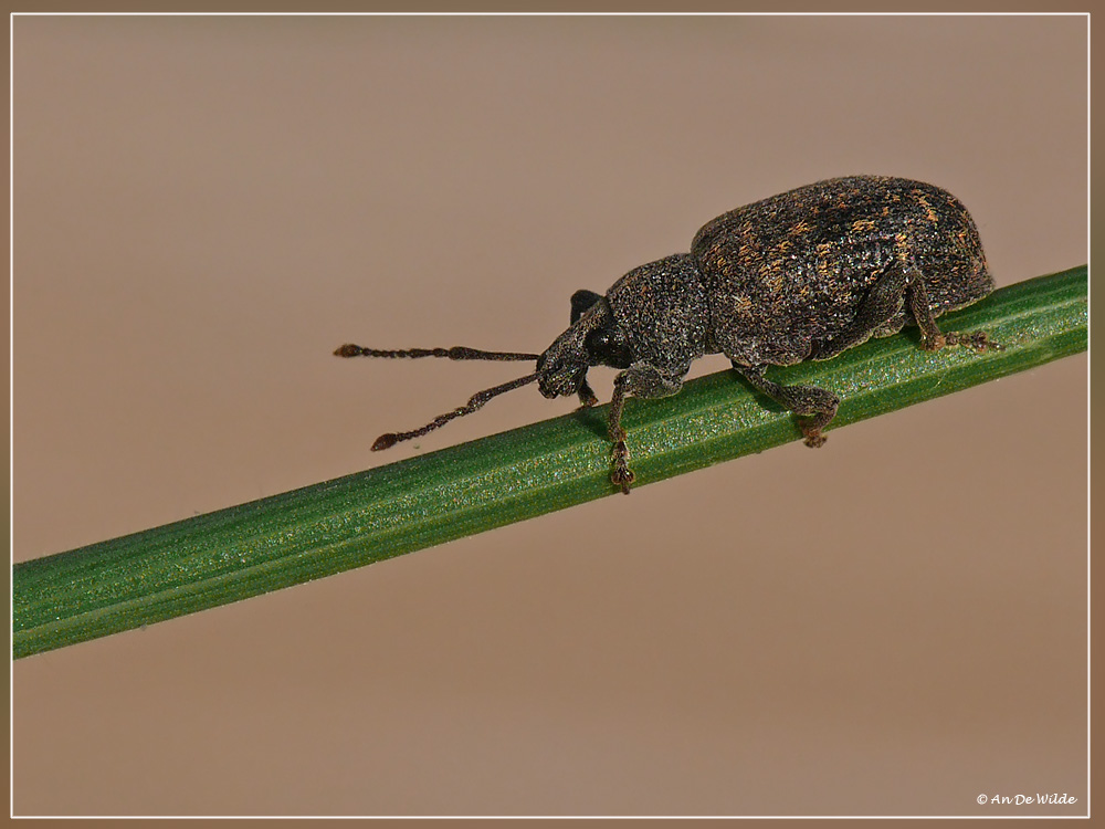 gegroefde lapsnuitkever of taxuskever (Otiorhynchus sulcatus)