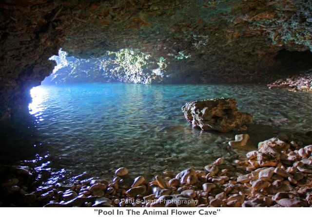 019  Pool In The Animal Flower Cave.jpg