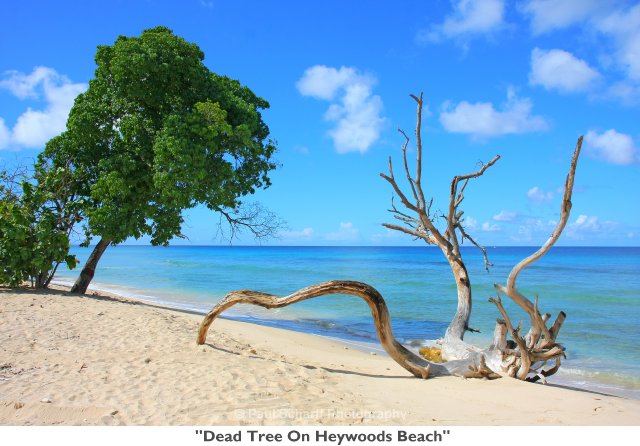 057  Dead Tree On Heywoods Beach.jpg