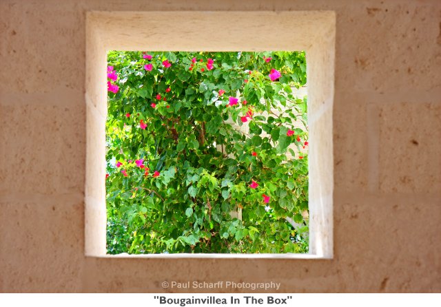 002  Bougainvillea In The Box.jpg