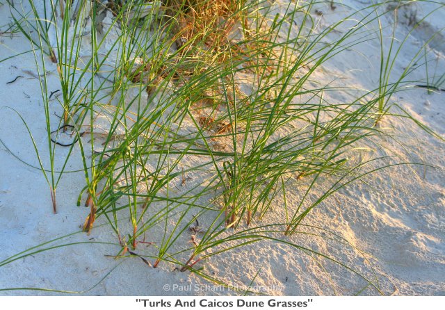 110  Turks And Caicos Dune Grasses.jpg