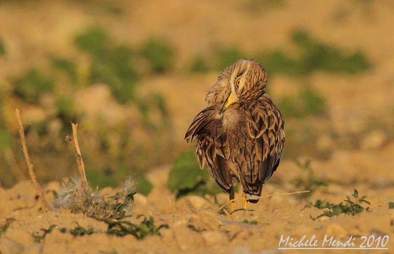 Stone curlew