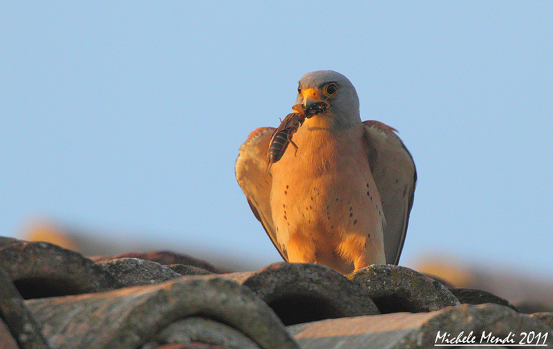 Lesser kestrel