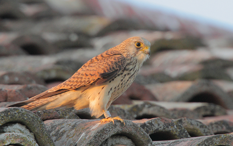 Lesser kestrel female - Ringed on 16/07/2010 at Montescaglioso (Matera- Italy)