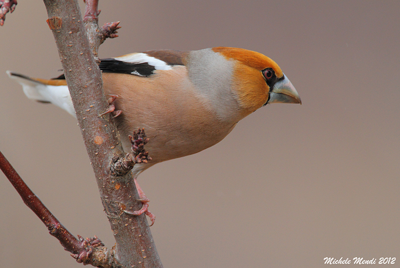 Hawfinch