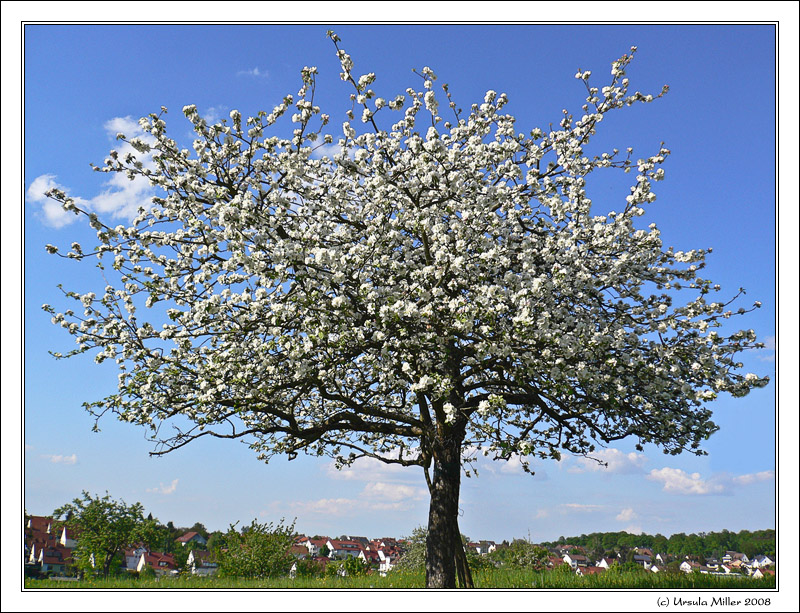 Apple Tree