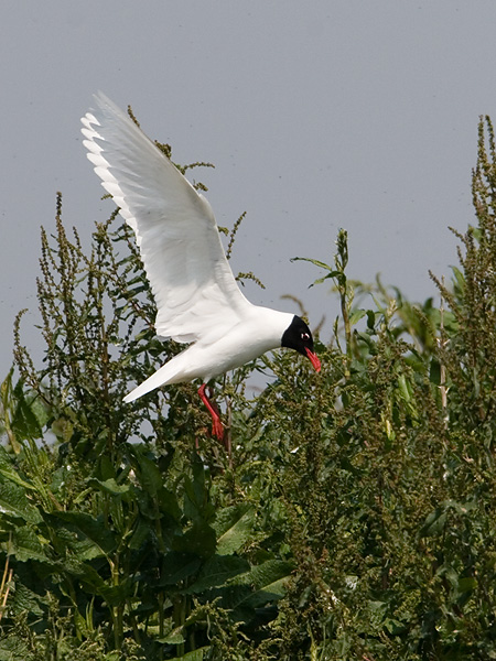 zwartkopmeeuw ijsselmonding 14-05-2008