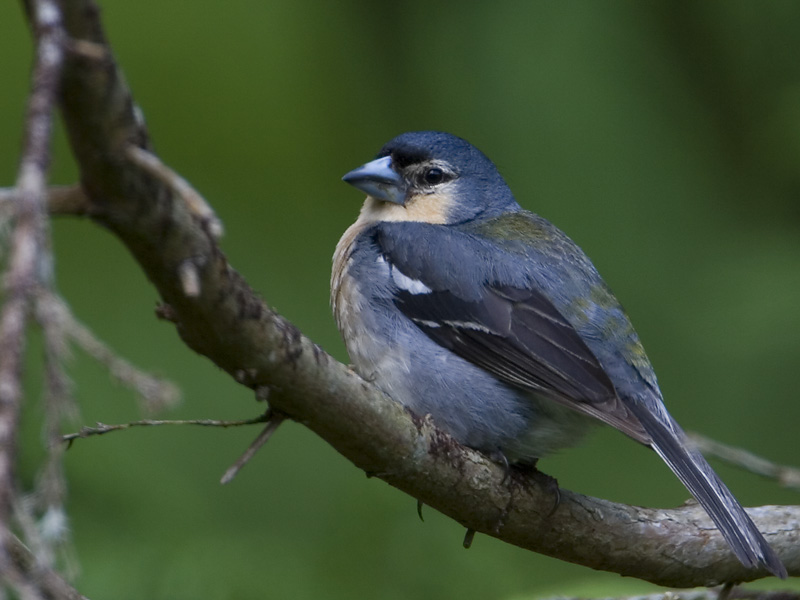 azoren vink 07-2008 