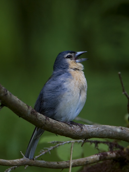 azoren vink 07-2008