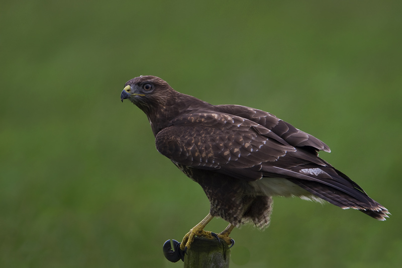 buizerd mastenbroek 2008