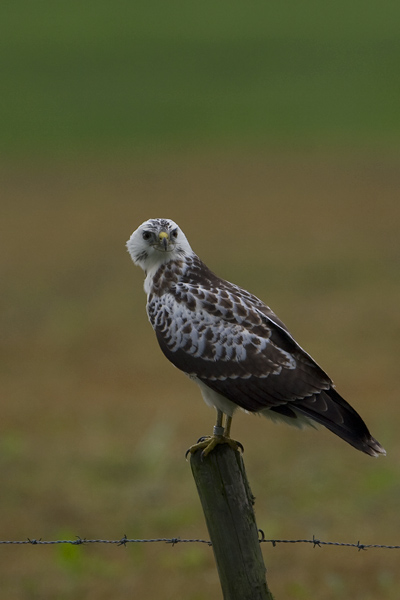 buizerd mastenbroek 2008 09 08