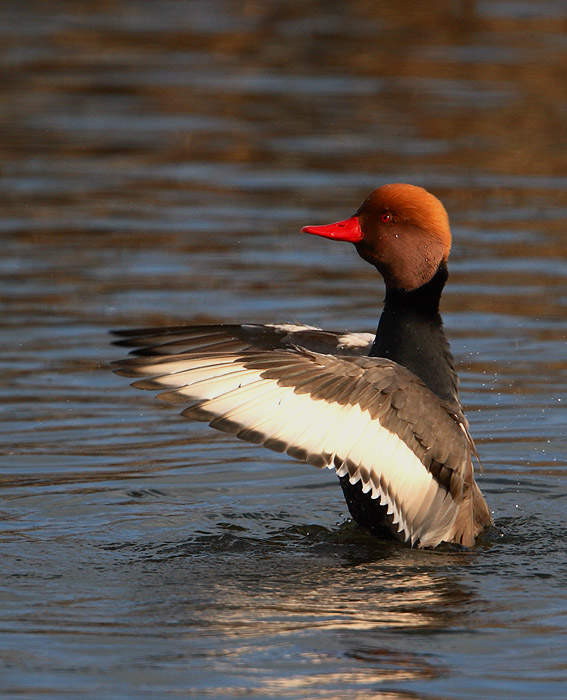 krooneend drontermeer 23-05-2007