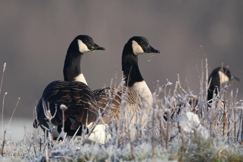 canadese gans ijssel 15-12-2009.jpg