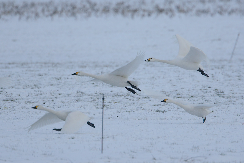 kleine zwaan 1-02-2010 opvliegend.jpg
