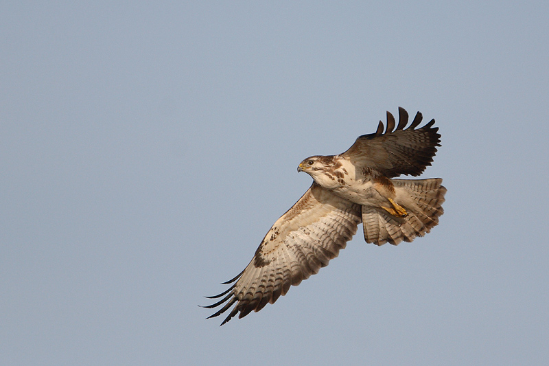 buizerd ijssel 3-02-2010.jpg