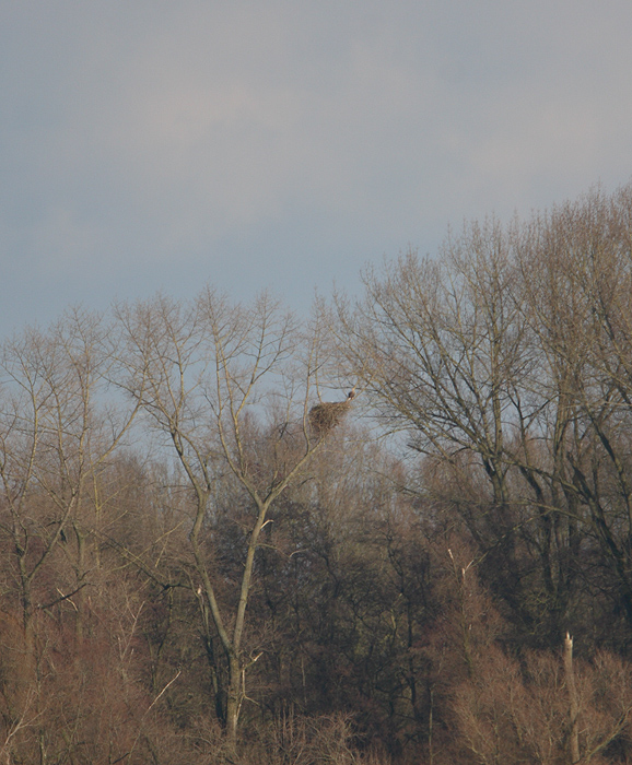 zeearend nw overijssel 6-03-2010.jpg