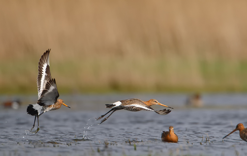 grutto uitkerkse polder 3-04-2010 7kopie.jpg