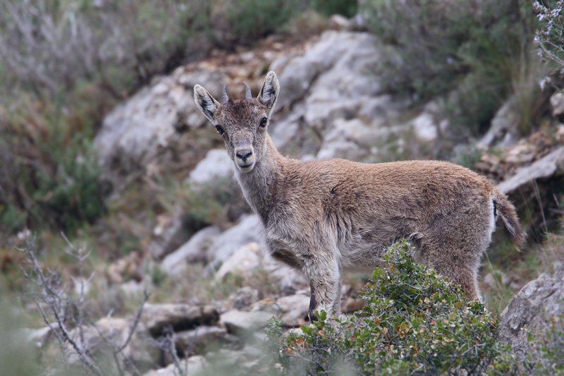steenbok spanje 14-04-2010 3.jpg