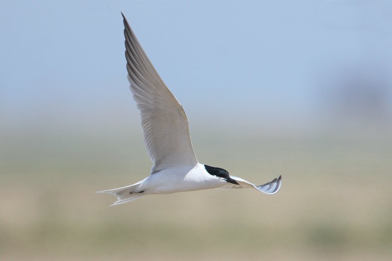 lachstern 19-04-2010 ebro 4.jpg