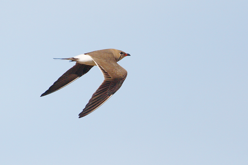 vorkstaartplevier ebro 20-04-2010 3.jpg