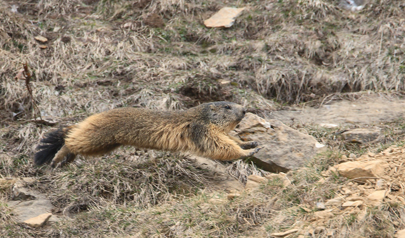 22-04-2010 ordessa alpenmarmot.jpg