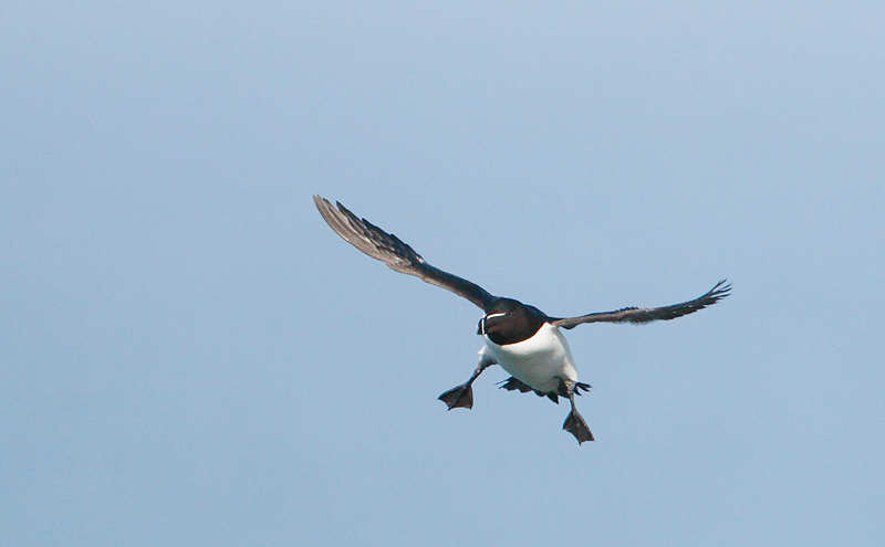 alk bempton klifs 9-05-2010 4.jpg