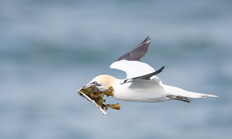 jan van gent bempton klifs 9-05-2010 4.jpg