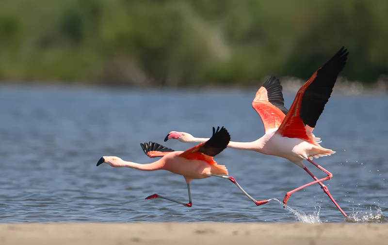 flamingo 23-05-2010 ketel 2.jpg