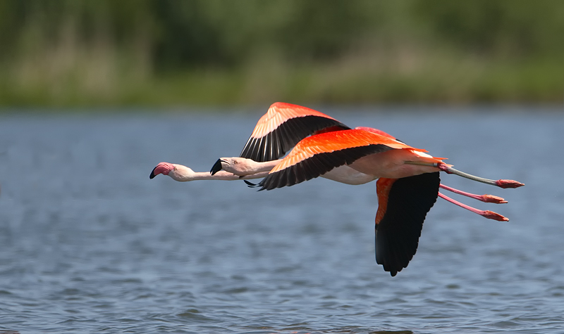 flamingo 23-05-2010 ketel 4.jpg