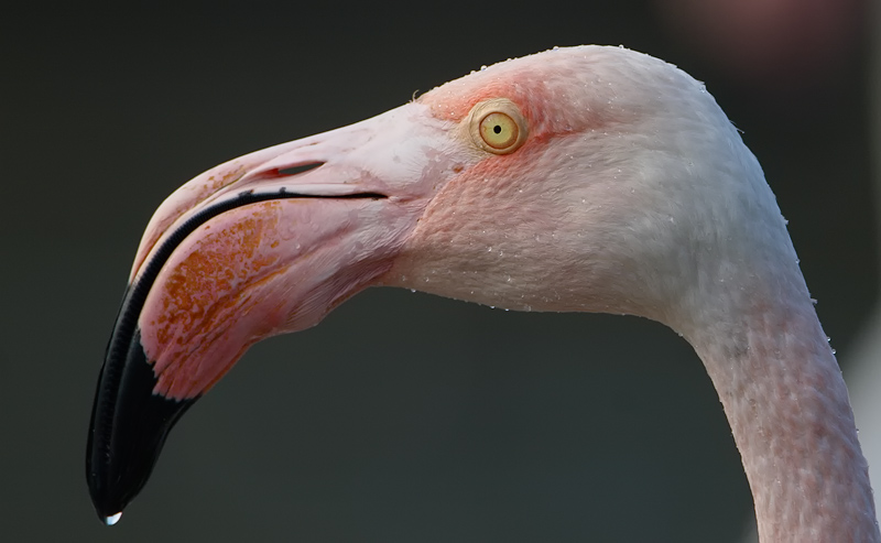 flamingo camarque 22-09-2009 2.jpg