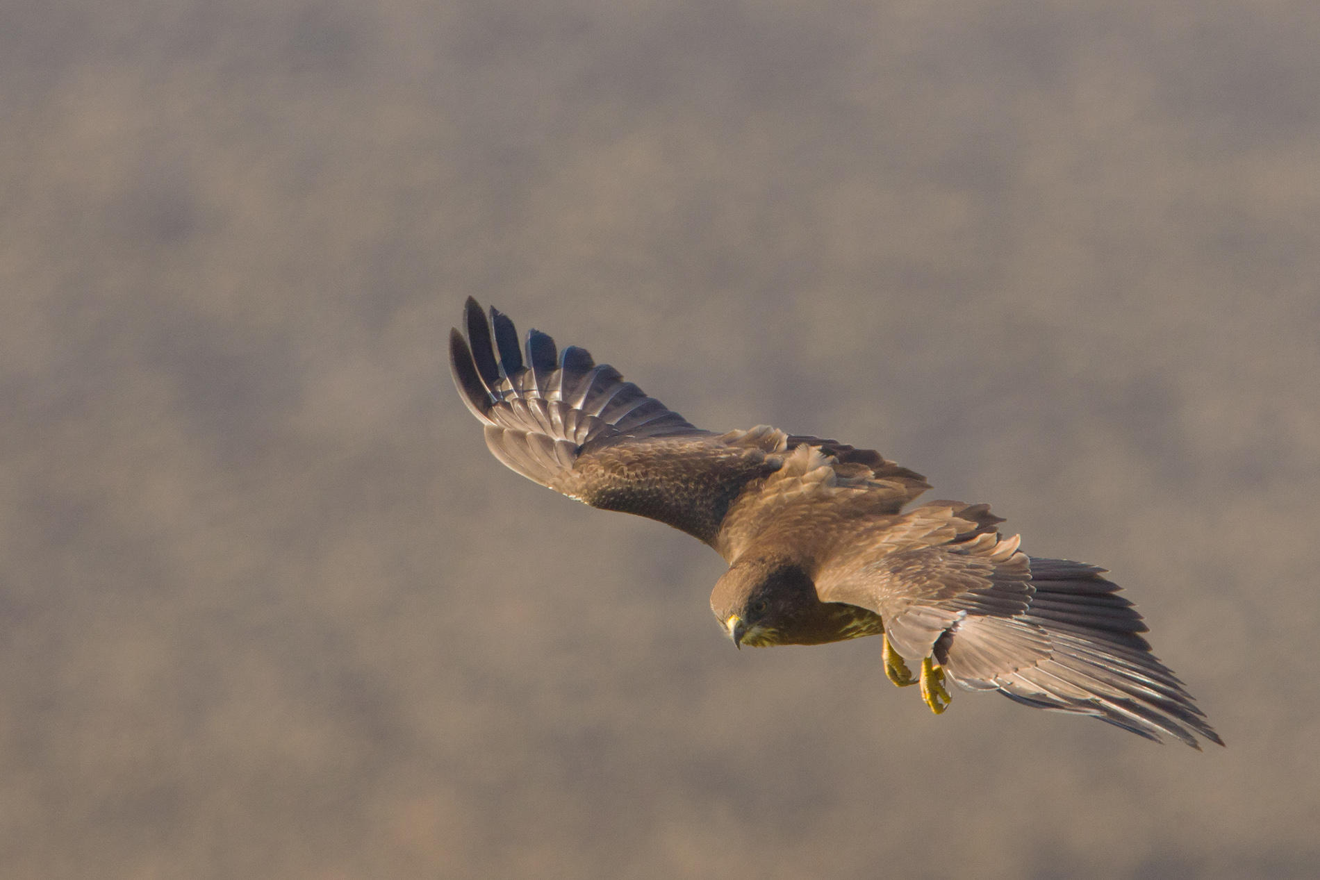 buizerd ketelmeerdijk 9-2-2011 2.jpg
