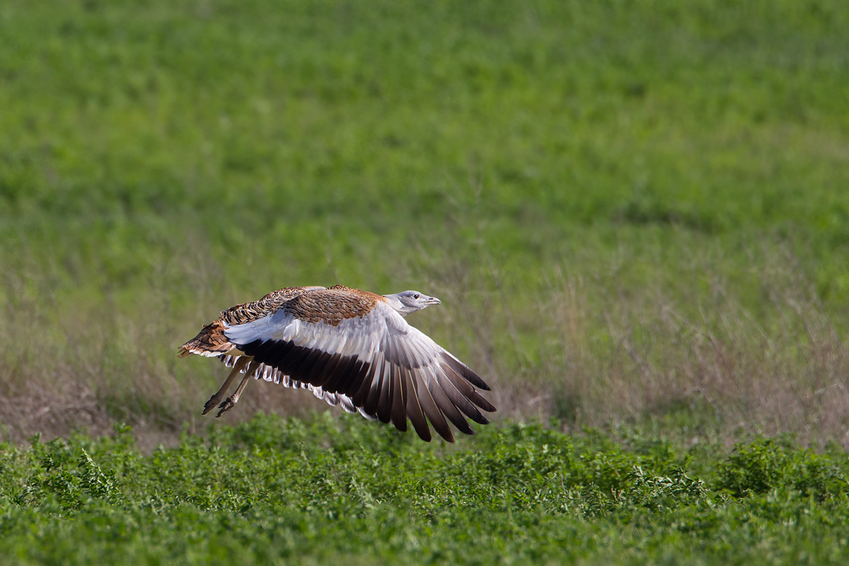 grote trap spanje 10-4-2011 2.jpg
