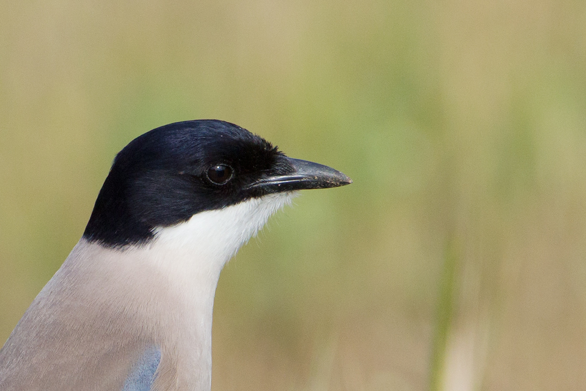 blauwe ekster donana 24-04-2011 8.jpg
