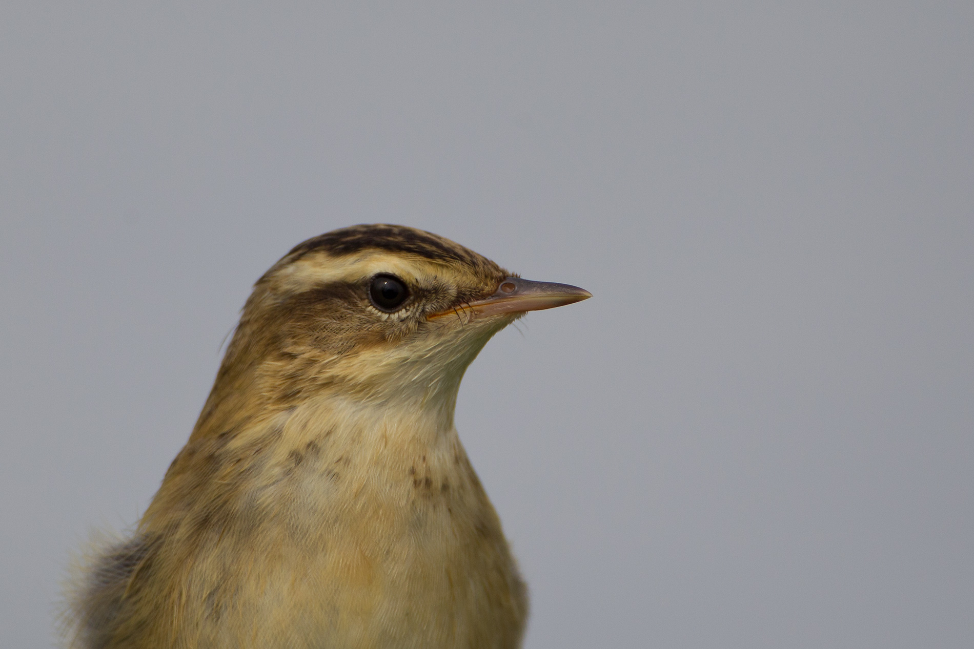 rietzanger 12-08-2011 kampereiland.jpg
