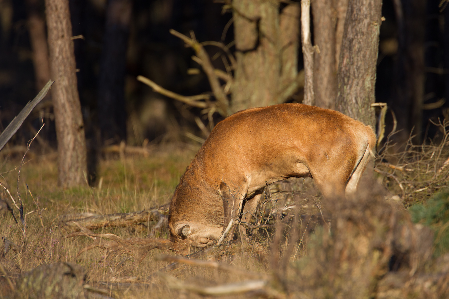 edelhert hoge veluwe 18-09-2010 7.jpg