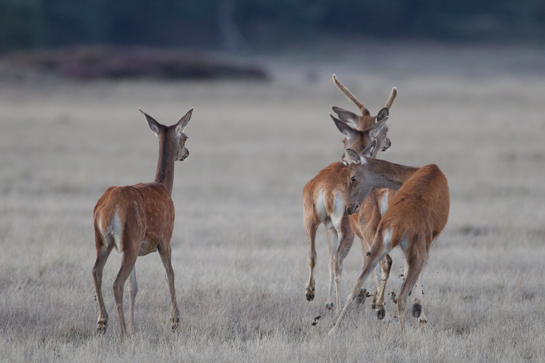 edelhert hoge veluwe 18-09-2010 16.jpg