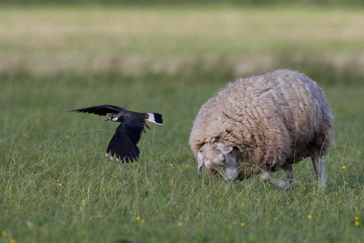 kievit schaap 4-6-2012 2 pb.jpg