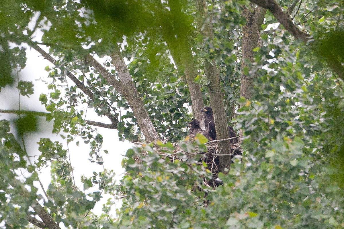 17-06-2012 zeearend nest.jpg