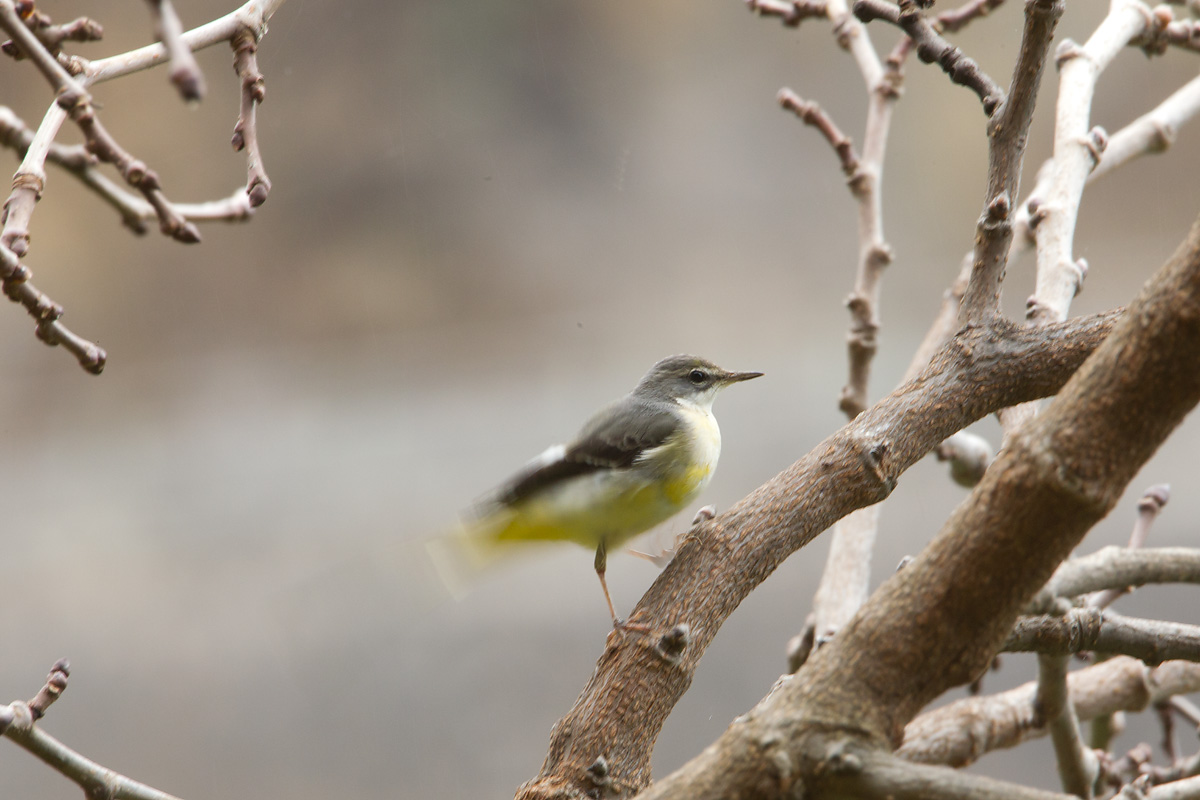 2013-01-26 la palma grote gele kwikstarrt.jpg