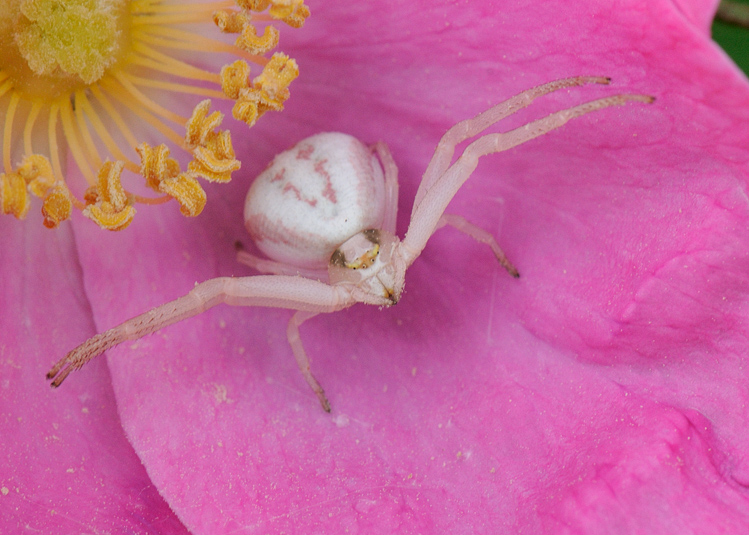 Crab Spider